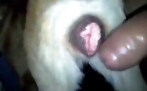 Sexo com baixinha bucetuda dando pro nego - guy fucks animal, zoophilia fuck porn